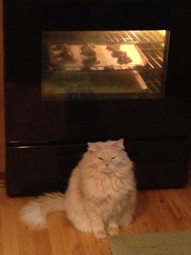коты которые любят рождественское печенье (4)