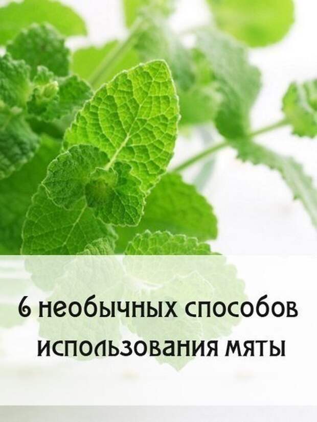 6 необычных способов использования мяты