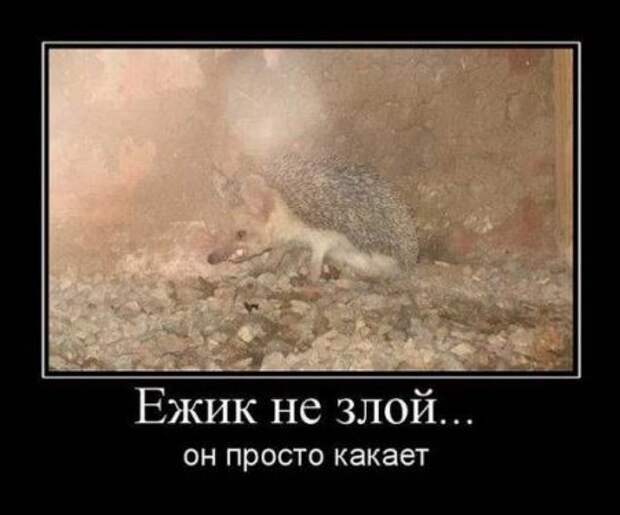 Демотиваторы картинки смешные сюжеты.