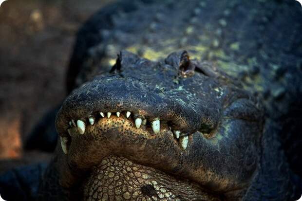 Аллигатор (лат. Alligator)