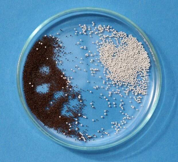 5 шагов до хорошей рассады петуний