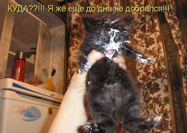 Котоматрица (81 фото)