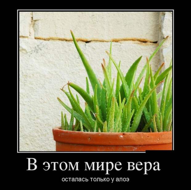 Демотиваторы (30 фото) Демотиваторы (30 фото)