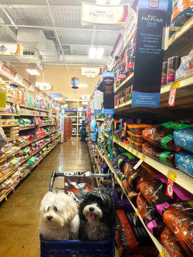 Chloe and Stella at Petsmart Purina Pro Plan aisle