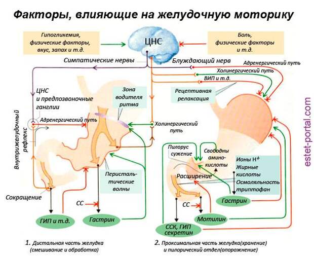 Каши улучшающие перистальтику кишечника