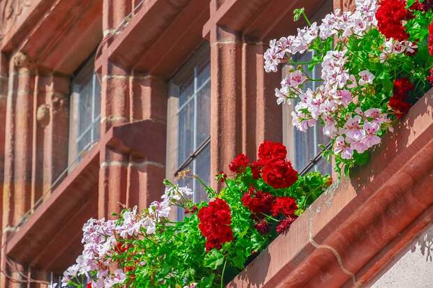 герань будет обильно цвели на балконе и в саду: от весны до осени