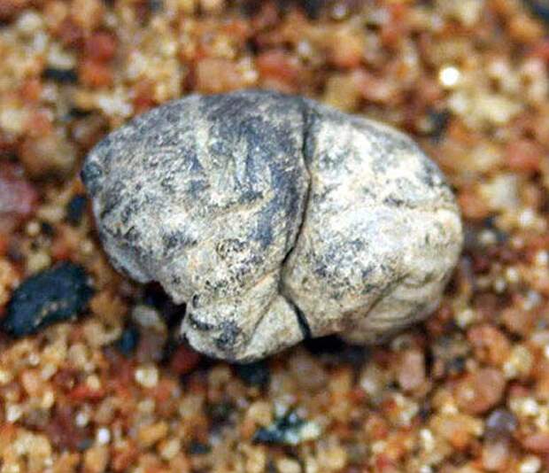 Древнейшая из известных жевательная резинка, которой предположительно 5000 лет. Она была найдена в Финляндии, жвачка изготовлена из берестяного дегтя, также на ней были обнаружены отпечатки зубов интересно, история, факты, фото