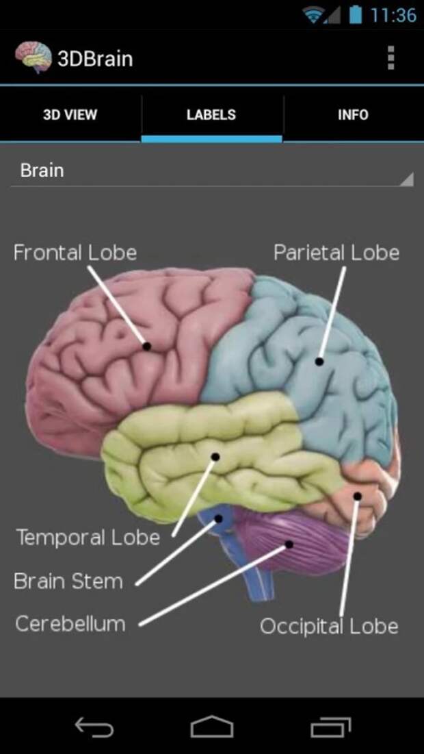 3dbrain1