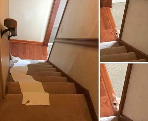 Спешил в туалет? животные, забавно, коты, кошки, подборка, приколы, смешно, юмор