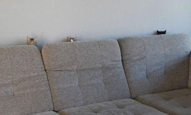 ниндзя кот