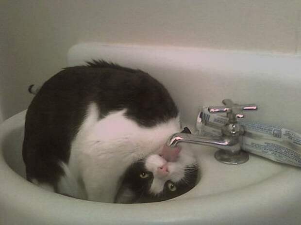 30 фотографий, которыми коты могут гордиться