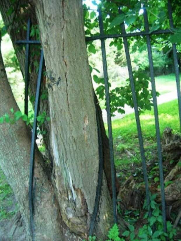 Деревья, которые растут несмотря ни на что (21 фото)