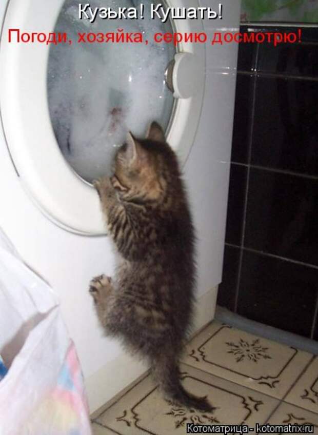 Новая котоматрица (36 фото)