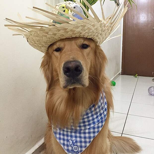 Лучшие друзья дружба, животные