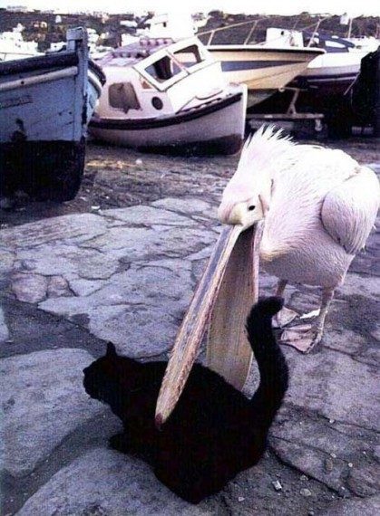 Прикольные картинки