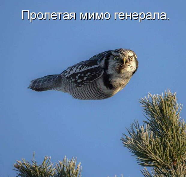 Лучшие котоматрицы недели (50 фото)