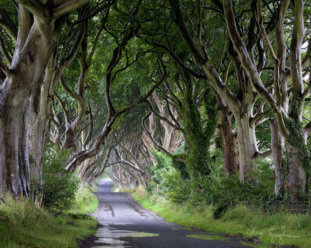 Dark Hedges 8