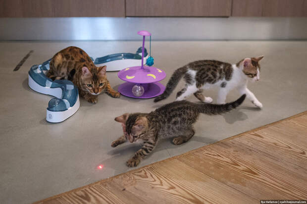 3. Кошка Марта влиятельные, живут, коты