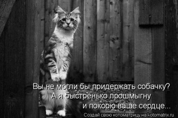 Новая котоматрица для хорошего настроения (28 фото)