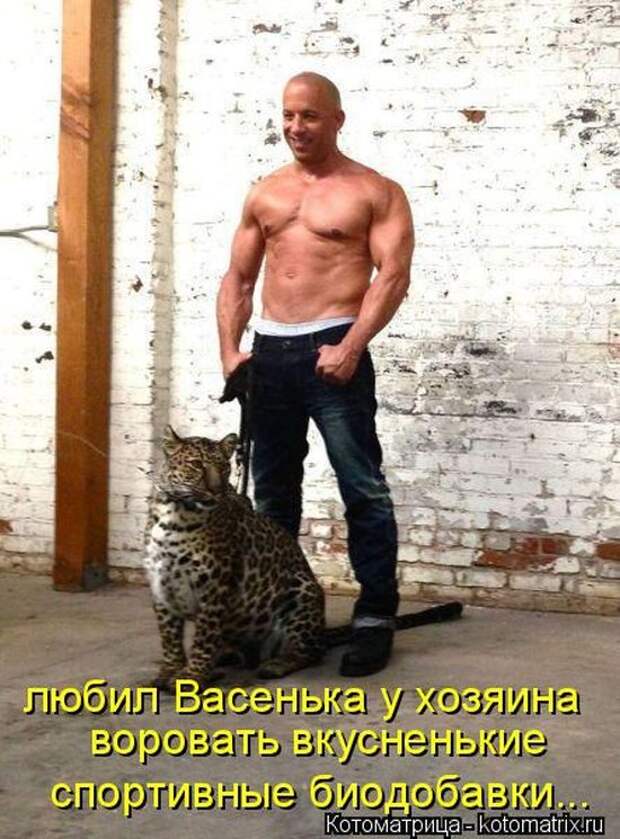 Лучшие котоматрицы недели