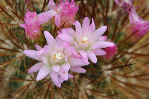 flowers Atacama