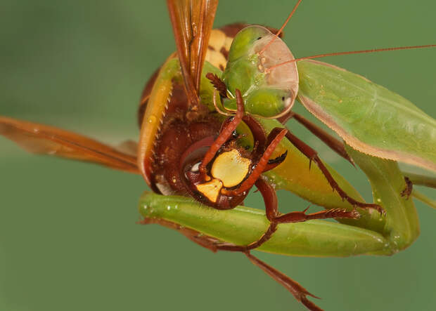 макро фотографии насекомых