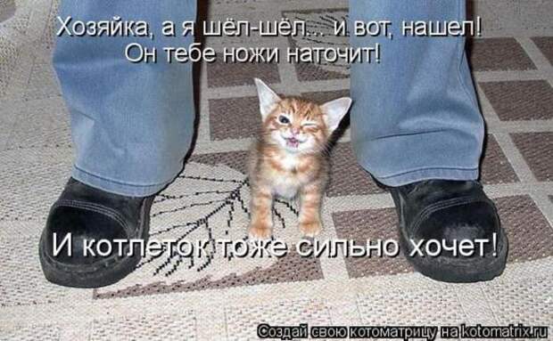 Котоматрицы (картинки с надписями)