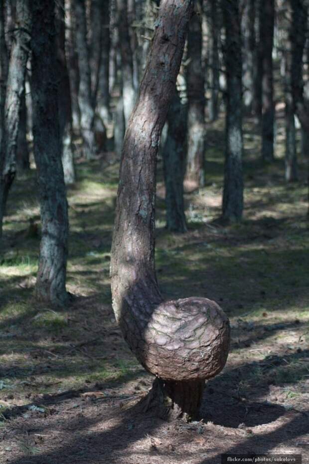 Леса нашей планеты