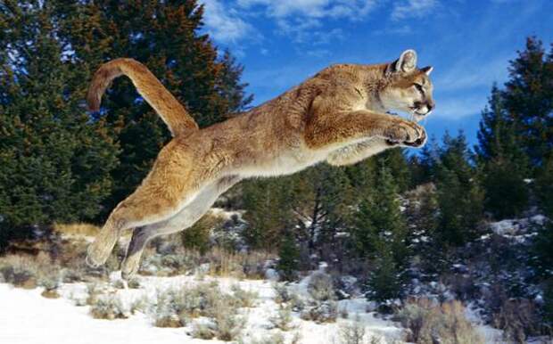 Кто из животных прыгает выше и дальше всех? Пума в прыжке (Puma concolor), фото хищные млекопитающие фотография картинка