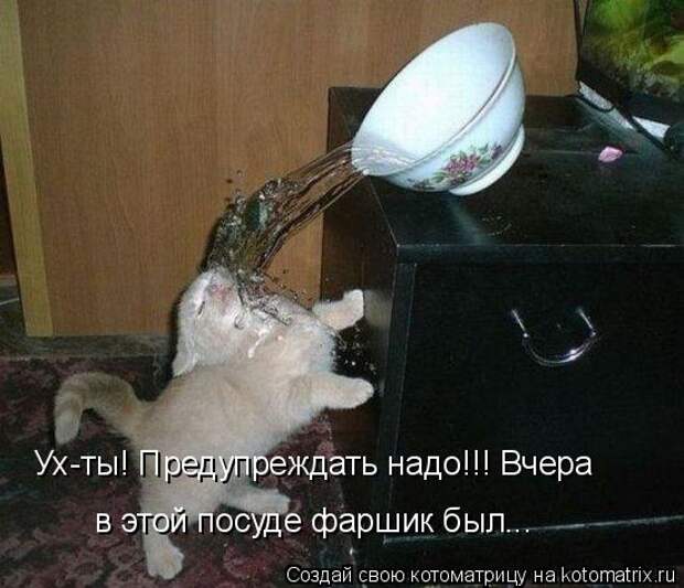 Котоматрица