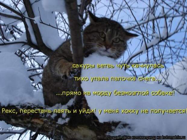 Новая котоматрица (36 фото)