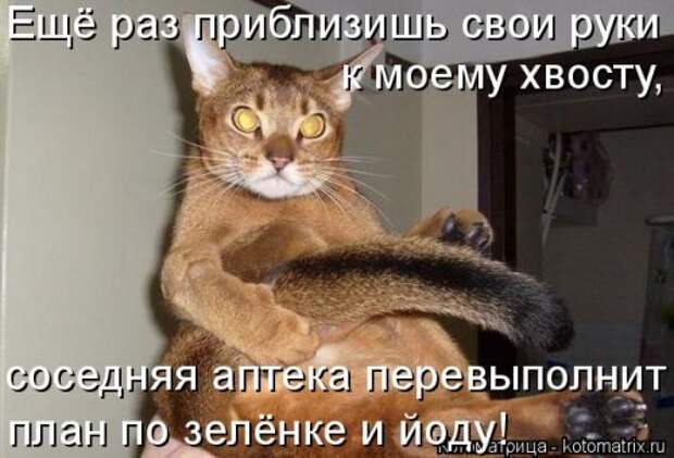 Котоматрица на Бугаге (28 фото)