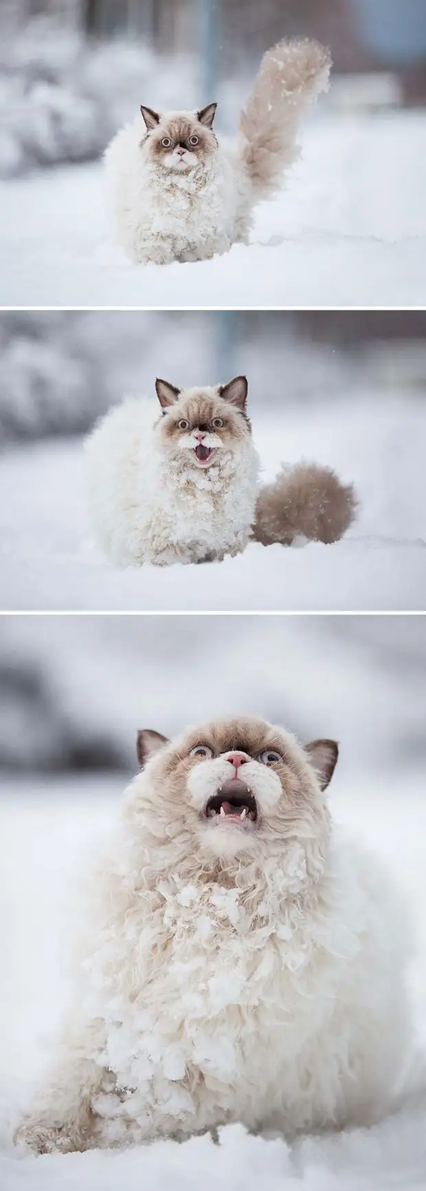 Фото №3 - Первый снег: кошки vs собаки (много уморительных фото)