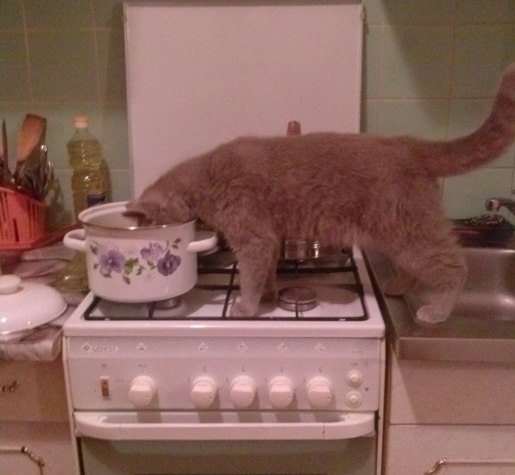 20 котиков, которые могли бы вести себя по-нормальному, но зачем, если их и так любят?