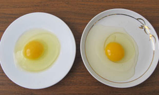 сравнение вида свежего и несвежего яиц