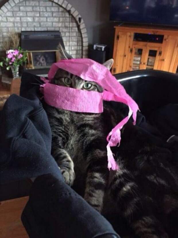 Коты и кошки, много позитива.