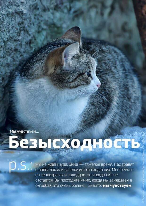 Мы чувствуем, душераздирающий проект о бездомных животных