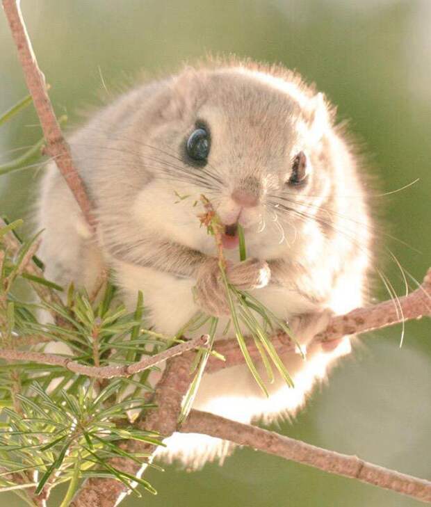 Hokkaido  cute animals, Хоккайдо милые животные