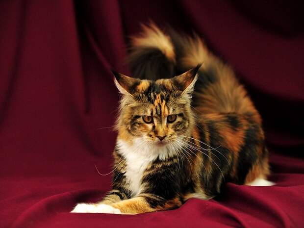 Разноцветная кошка породы мейн-кун. Фото