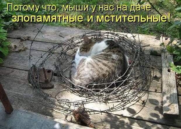 Море позитива от братьев наших меньших