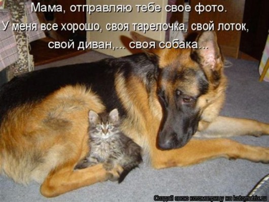 1343937764_Kotomatrica-svezhak-14-foto_11