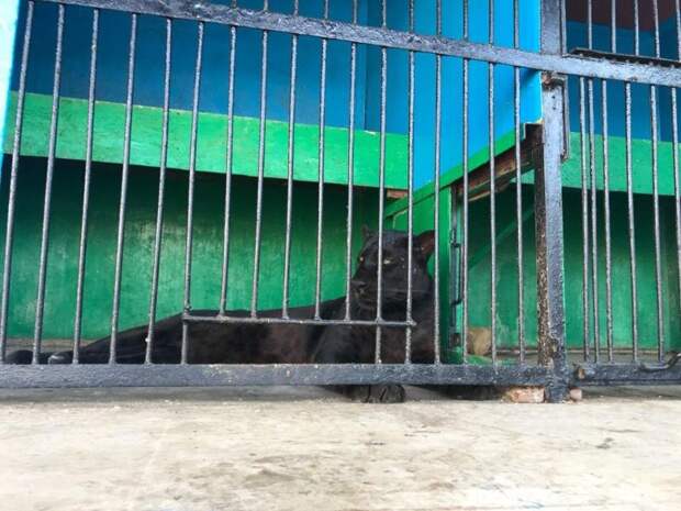 В Рязани зоопарк показывает полуживых зверей в маленьких зловонных клетках
