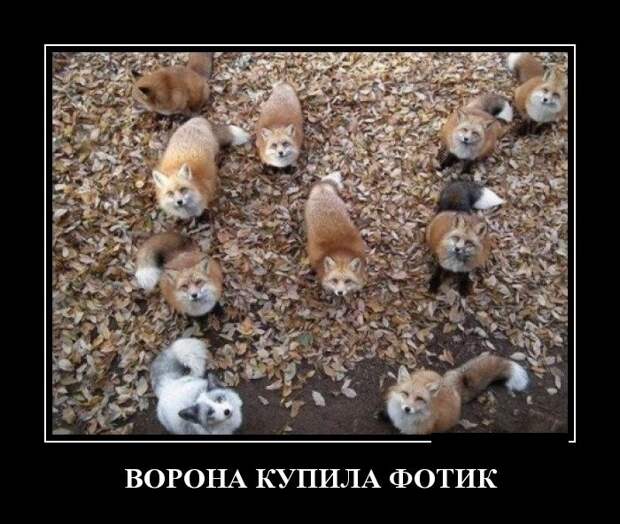 Подборка демотиваторов Подборка демотиваторов демотиваторы, юмор