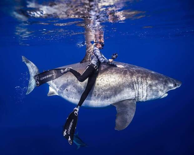Спортивная фотография freediving/фридайвинг.