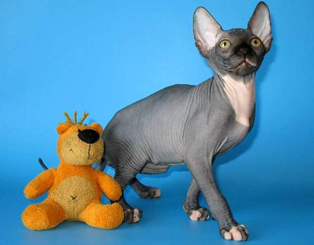 Канадский сфинкс, фото породы кошек фотография картинка