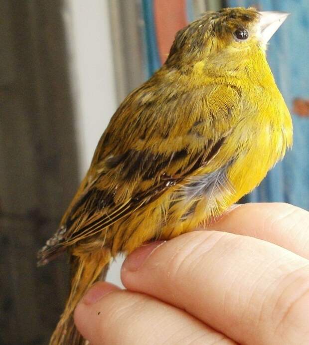 Милая