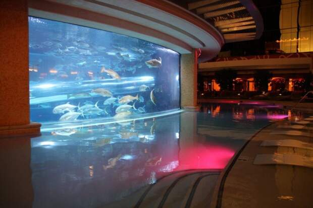 4. Аквариум с акулами в отеле и казино Golden Nugget аквариумы, животные, мир, рыбы