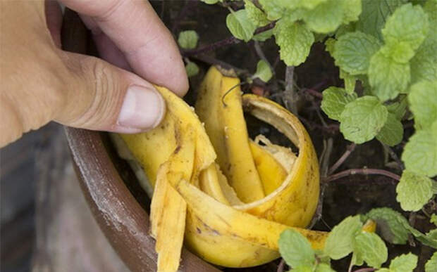 Чем полезны банановые шкурки