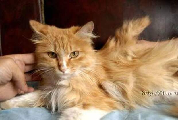 Коты с крыльями! Удивительная кошачья аномалия! Коты с крыльями! Удивительная кошачья аномалия!