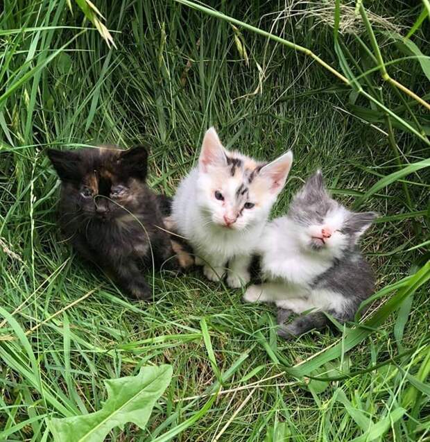 котята в траве